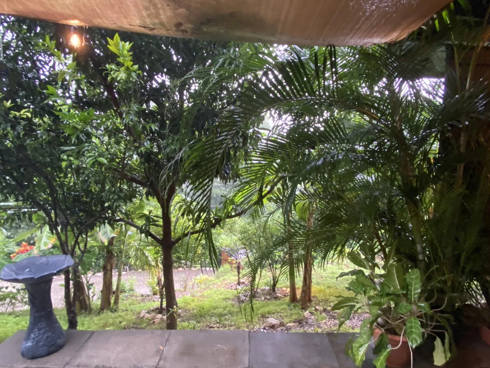 Un jardin tropical luxuriant de palmiers et d’arbres fruitiers vu depuis la terrasse couverte du Container Home à Toltec Estate.