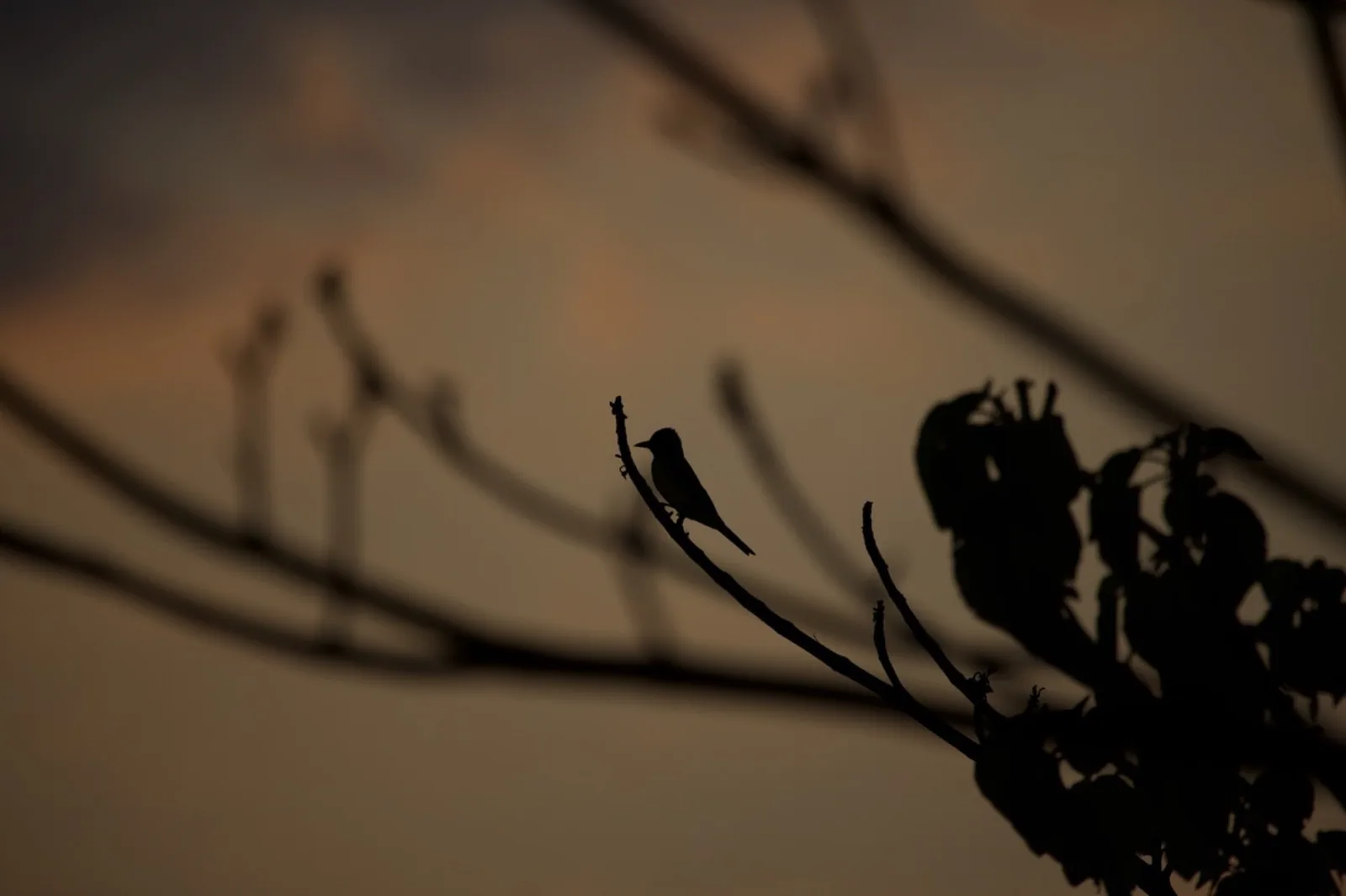Un oiseau perché sur une branche contre le ciel du soir, au-dessus du domaine