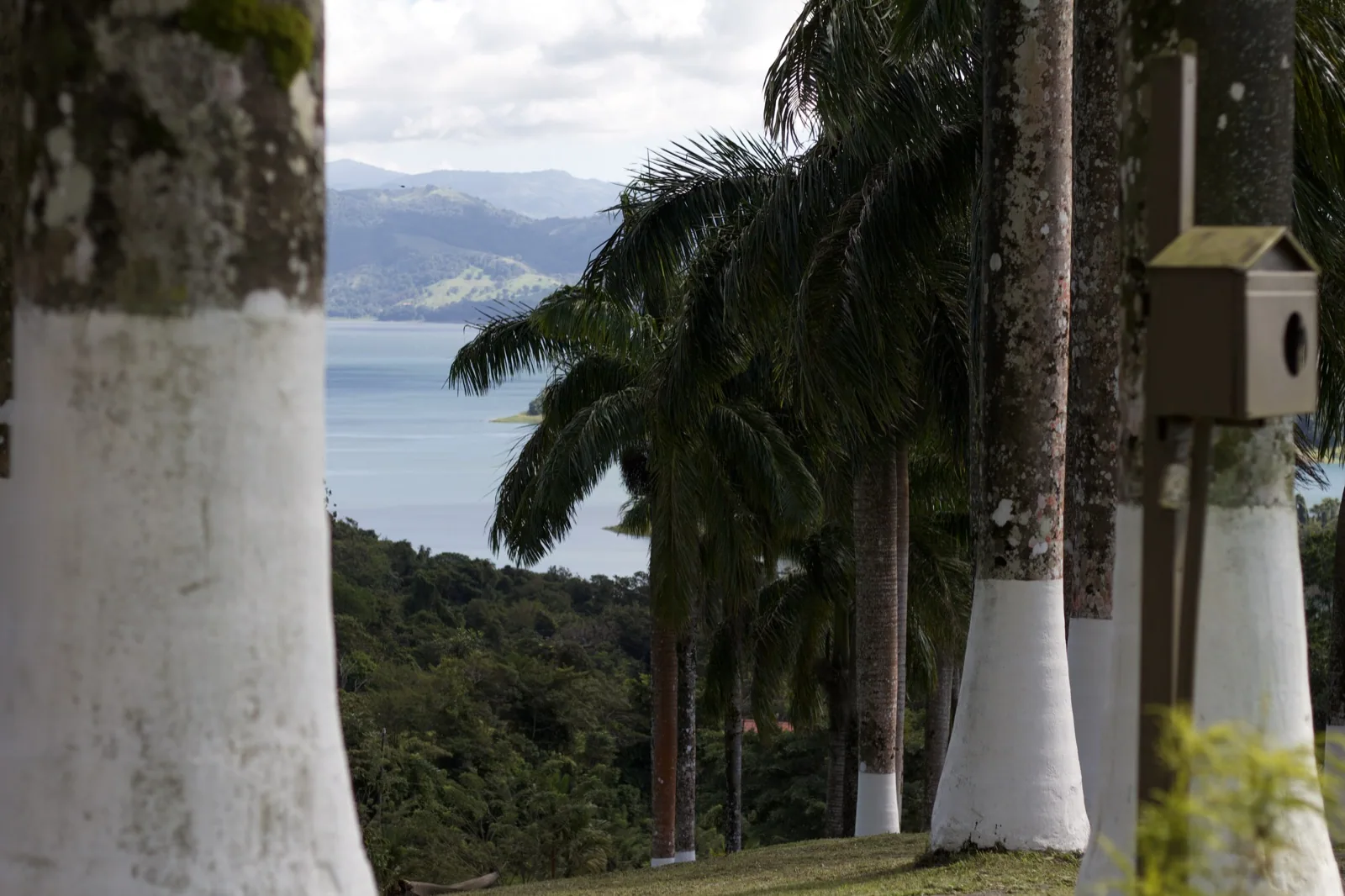 Royal palms framing the water in Guanacaste