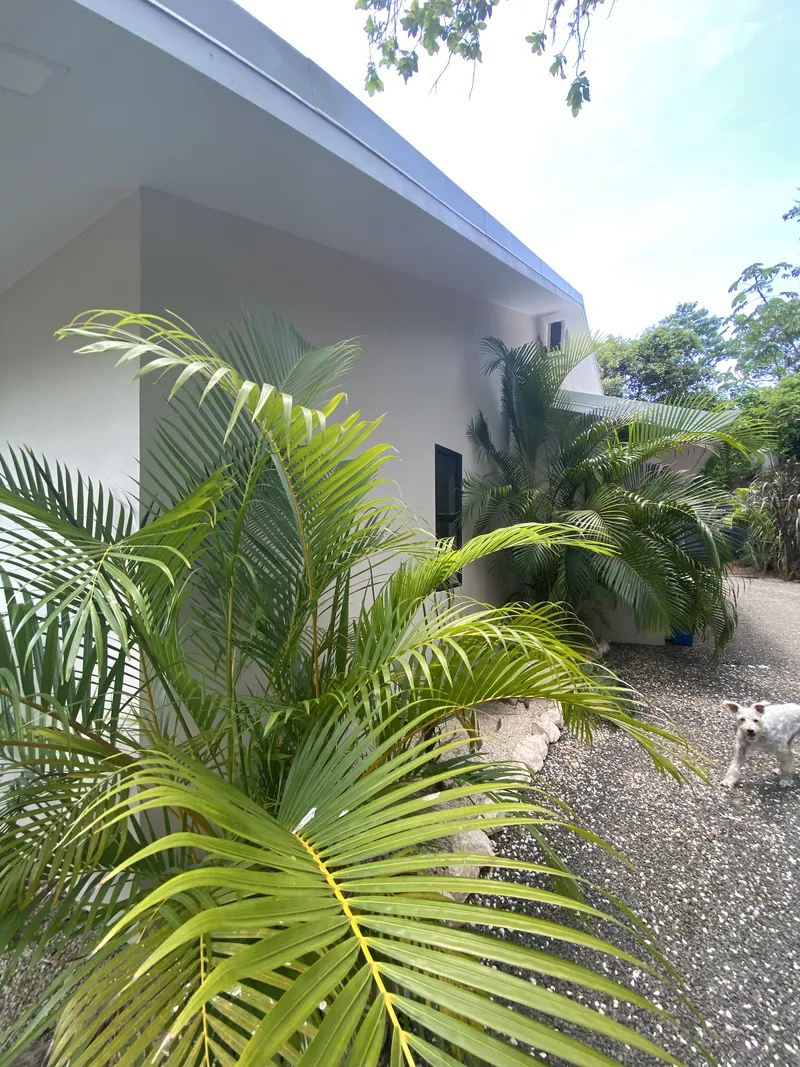 Lush areca palms along the side of Villa Lunax, a small dog on the path